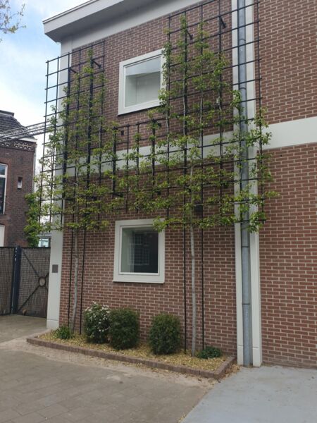 Een gevel met een metalen klimrek bespied met groene bladeren, naast een raam van een brick huis.